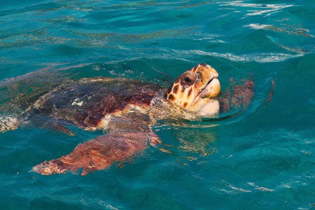 Loggerhead Sea Turtles
