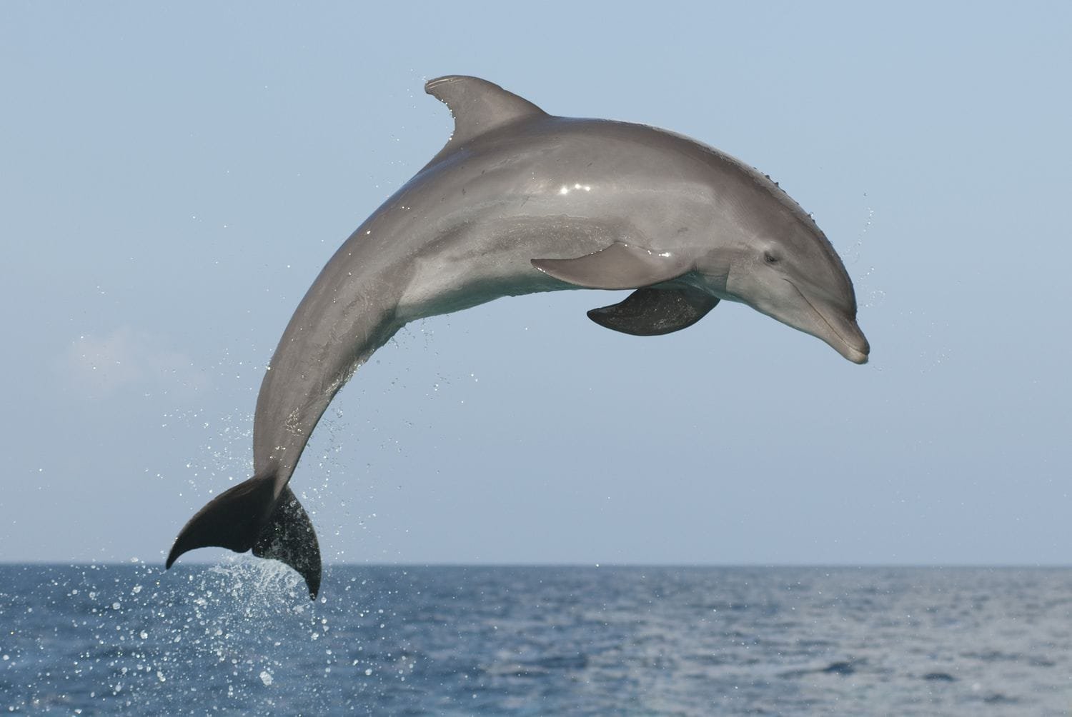 Dolphin fish