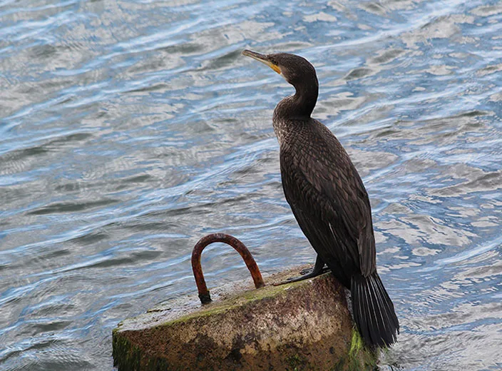 Cormorant bird seen on Sazan Island, Vlore Albania