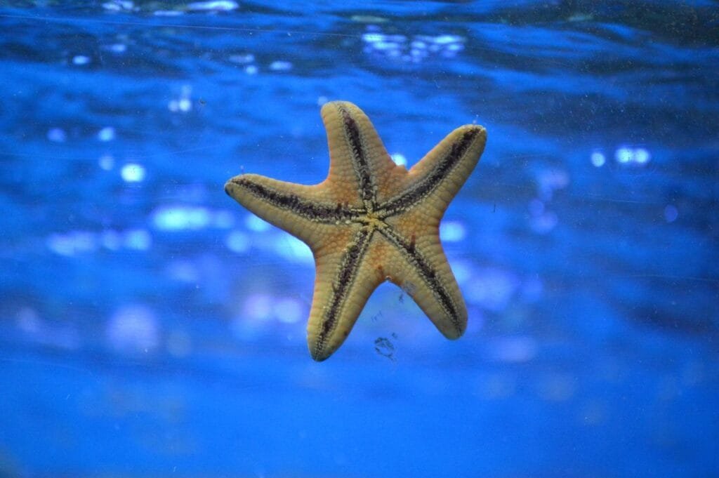 Starfish