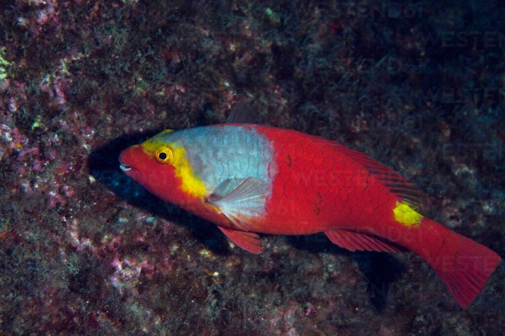 Mediterranean parrotfish